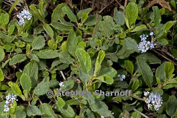 ceanothus diversifolius 2 graphic